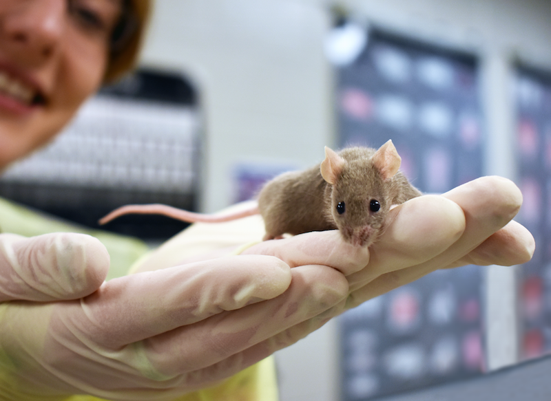 Targeted drugs shrink breast cancer tumors in mice without toxic side effects